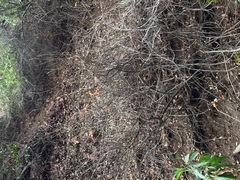 Toxicodendron diversilobum