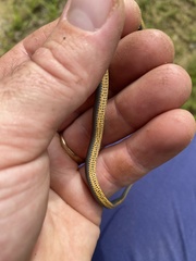 Diadophis punctatus stictogenys