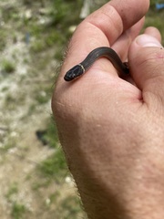 Diadophis punctatus stictogenys