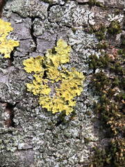 Xanthoria parietina