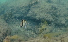 Chelmonops truncatus