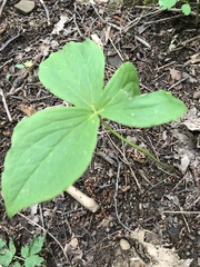 Trillium grandiflorum