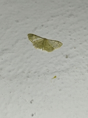 Idaea politaria