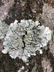 Punctelia subrudecta