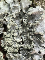 Punctelia subrudecta