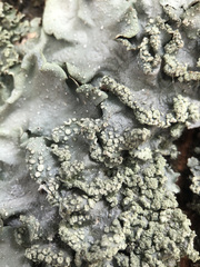 Punctelia subrudecta