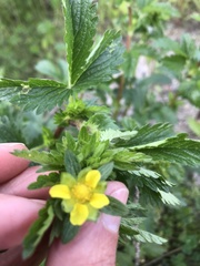 Potentilla rivalis