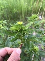 Potentilla rivalis