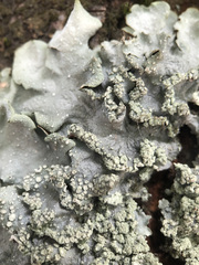 Punctelia subrudecta