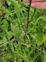 Sisymbrium officinale