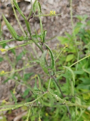 Sisymbrium officinale