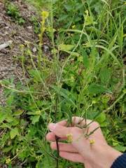Sisymbrium officinale