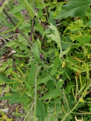 Sisymbrium officinale
