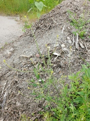 Sisymbrium officinale