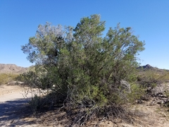 Pleradenophora bilocularis