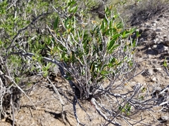 Pleradenophora bilocularis