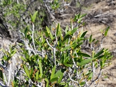 Pleradenophora bilocularis