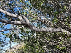 Pleradenophora bilocularis