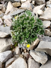 Draba corymbosa