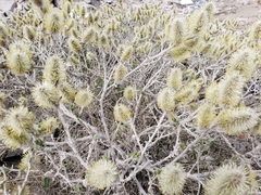 Salix richardsonii