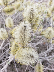 Salix richardsonii