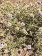 Echinops