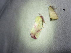 Thurberiphaga diffusa