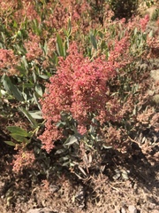 Angiospermae