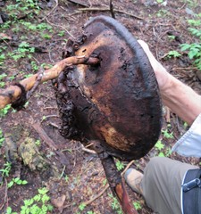Fomitopsis schrenkii