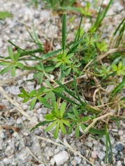 Galium