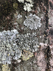 Pleurosticta acetabulum