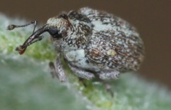 Ceutorhynchini