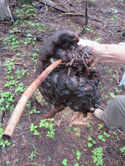 Fomitopsis schrenkii