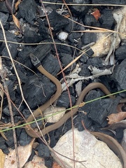 Demansia quaesitor
