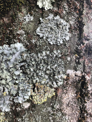 Pleurosticta acetabulum