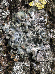 Pleurosticta acetabulum