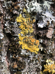 Xanthoria parietina