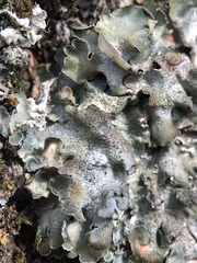 Pleurosticta acetabulum