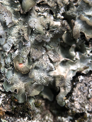 Pleurosticta acetabulum