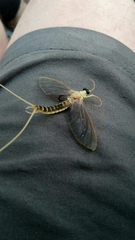 Palingenia longicauda