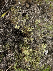 Scleranthus perennis