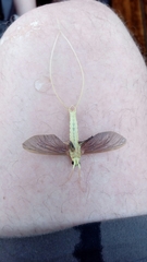 Palingenia longicauda