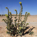 沙漠莨菪 - Photo (c) licensed media from TrekNature DwCA without owner，保留部份權利CC BY-NC-SA