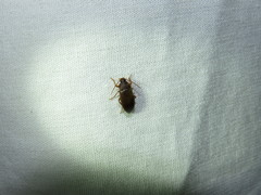 Hymenorus
