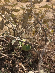 Angiospermae