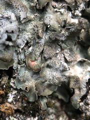 Pleurosticta acetabulum