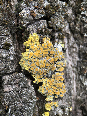Xanthoria parietina