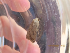 Caradrina clavipalpis