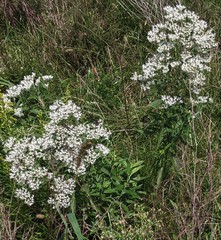 Eupatorium altissimum