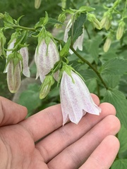Campanula punctata